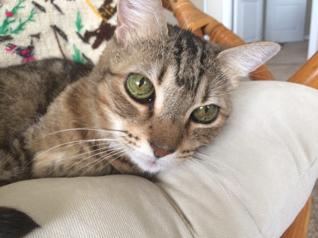 Our Pet Family Dog Lovers Tarpon Springs