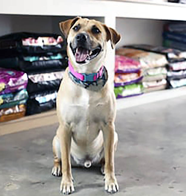 Our Services Dog Lovers of Tarpon