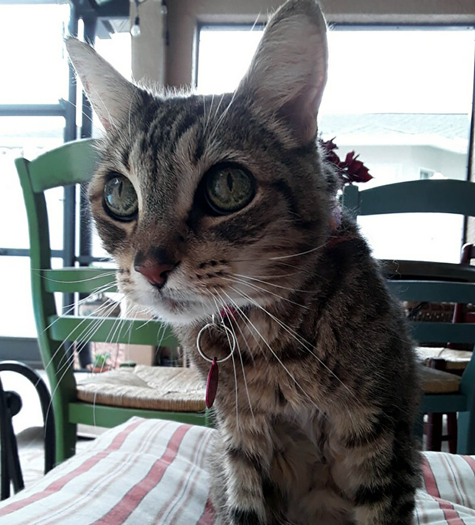 Our Pet Family Dog Lovers Tarpon Springs