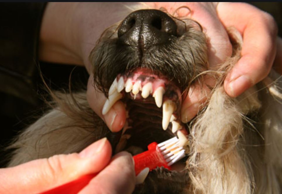 Dental Clinic Dog Lovers of Tarpon