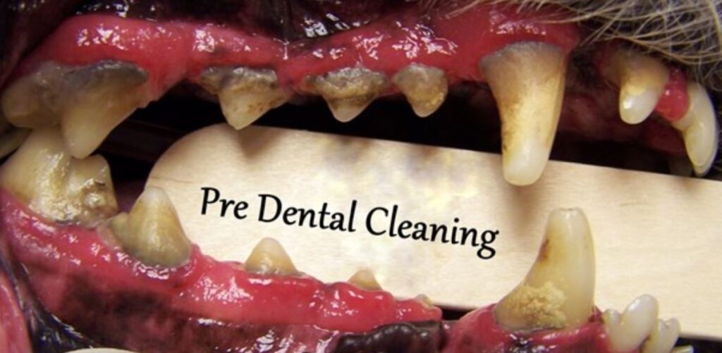 All you need to know… Dog Lovers of Tarpon