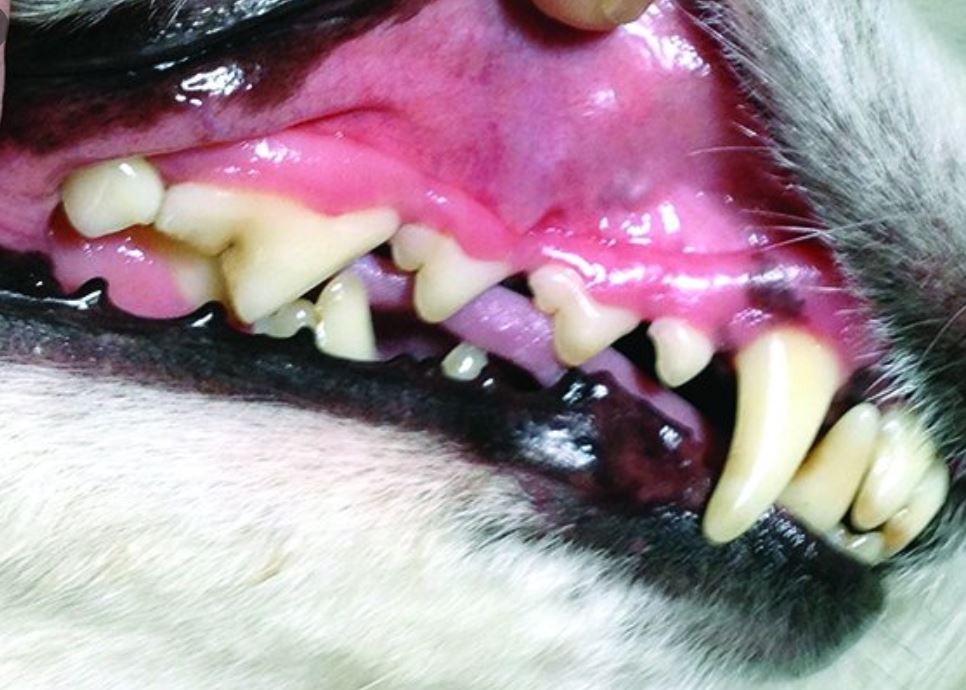 All you need to know… Dog Lovers of Tarpon