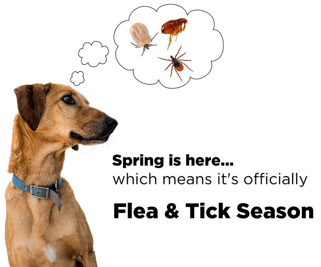 Beauty Really Is Skin Deep Dog Lovers of Tarpon