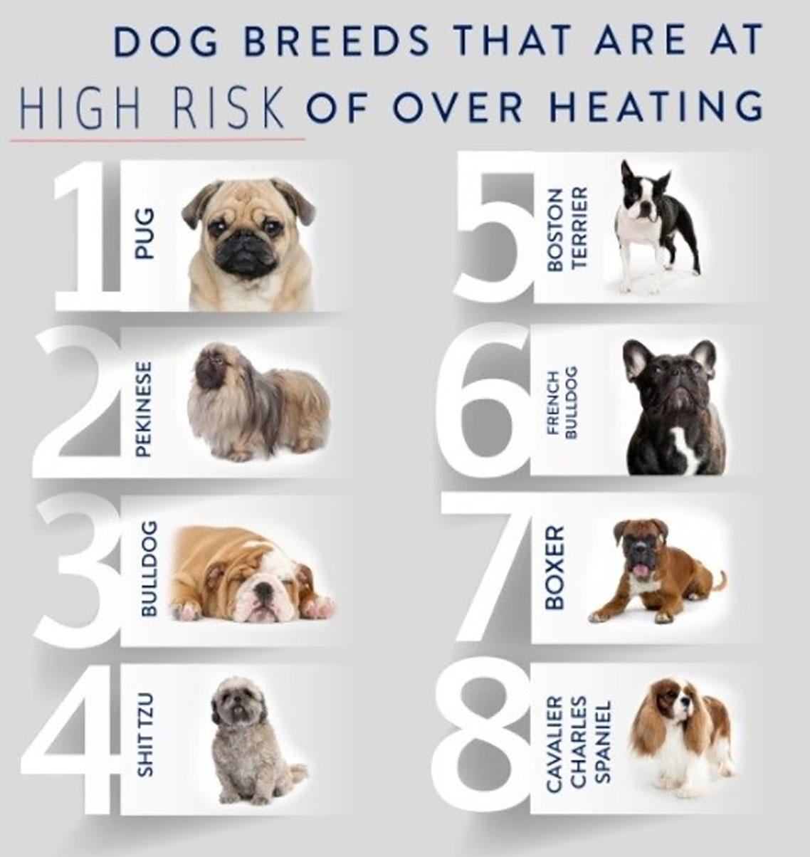 The Hidden Dangers of Summer Dog Lovers Tarpon Springs