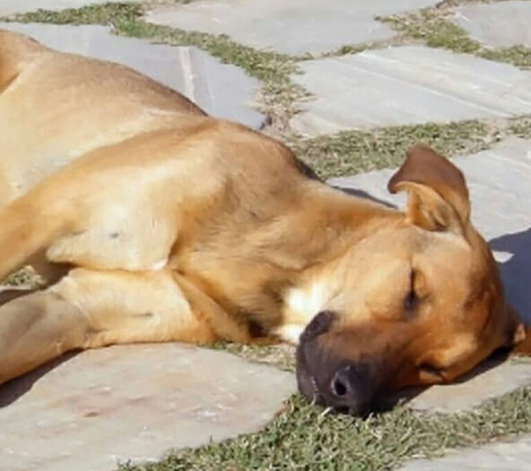 The Hidden Dangers of Summer Dog Lovers Tarpon Springs