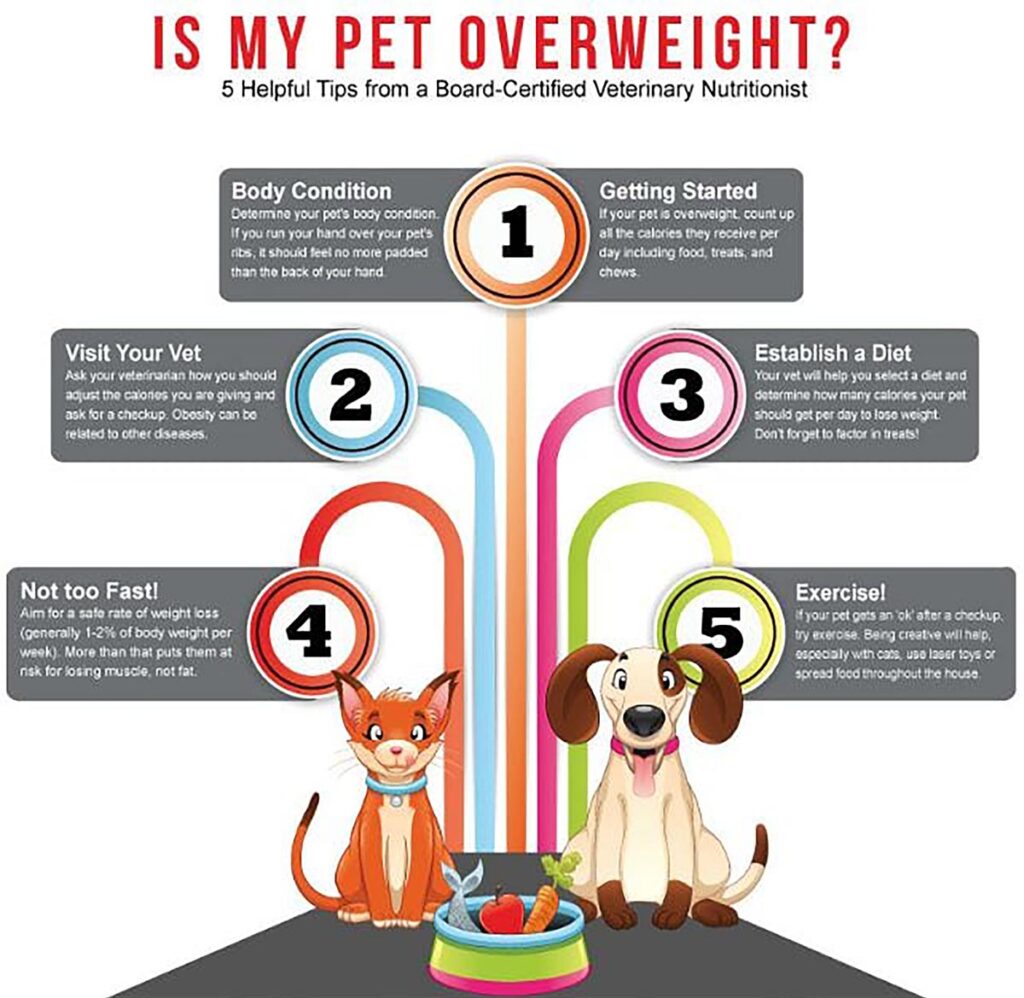 The Elephant in the Room (Part 2) Dog Lovers Tarpon Springs