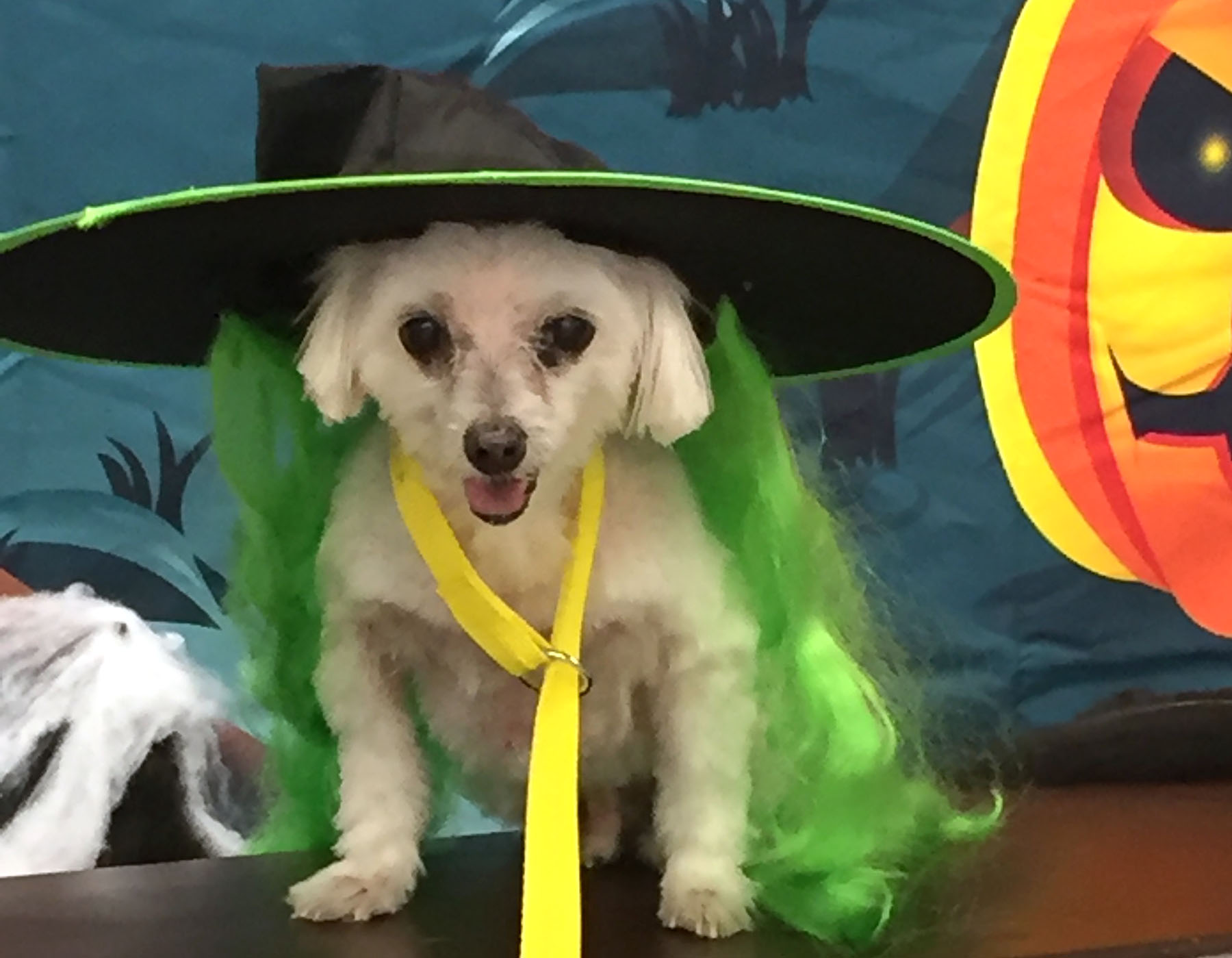 Our Pet Family Dog Lovers Tarpon Springs