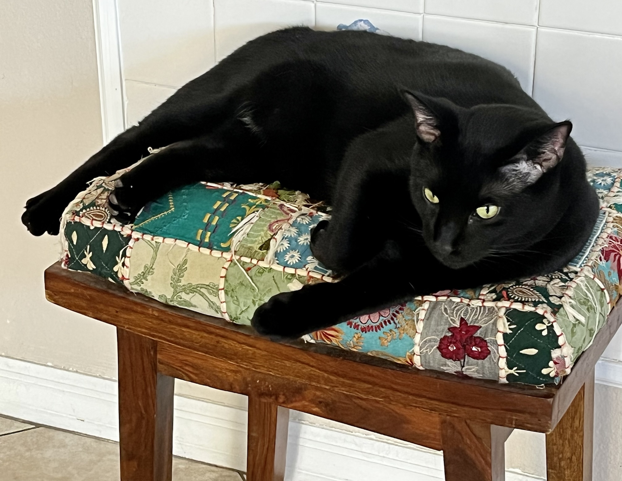 Our Pet Family Dog Lovers Tarpon Springs