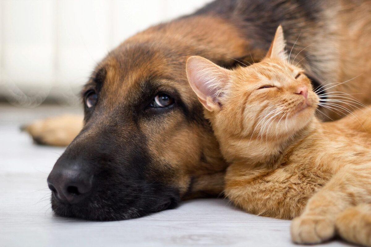 Dog and cat cuddling together, Dog Lovers of Tarpon Springs