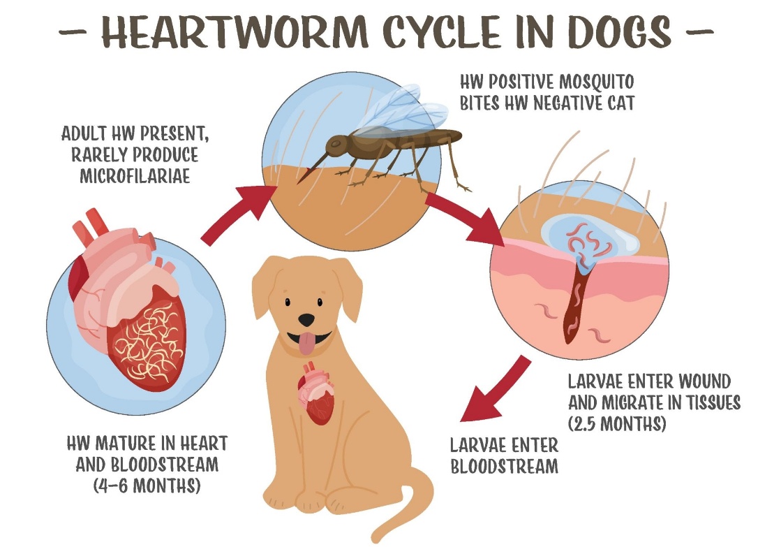 Diagram showing the heartworm life cycle transmission from mosquito to dog